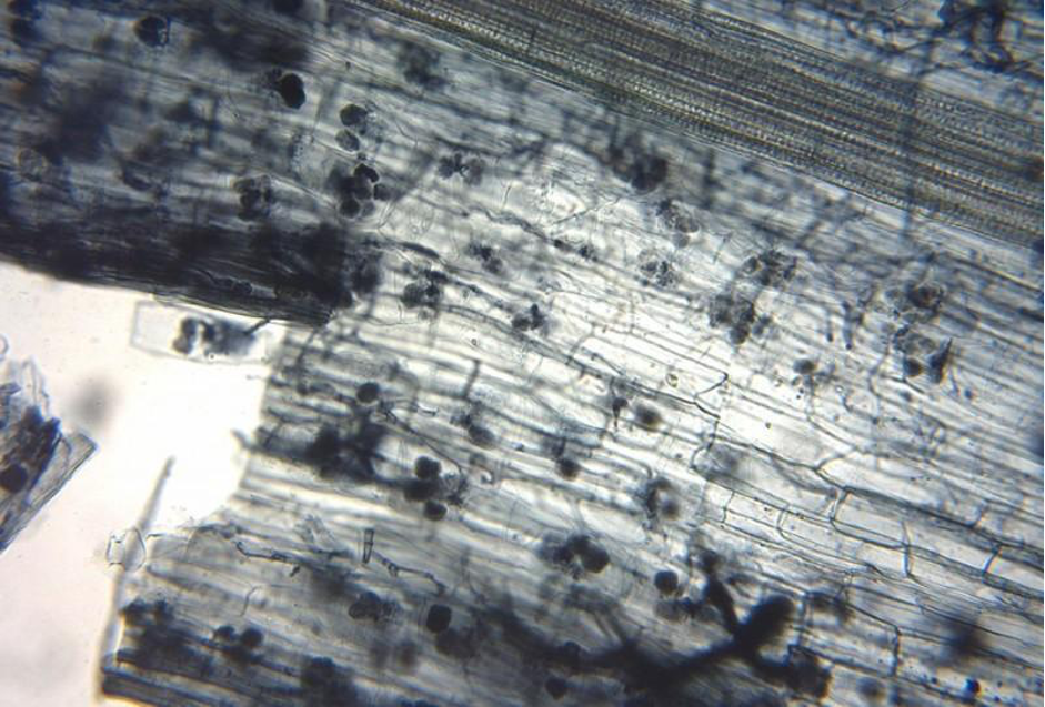 mycorrhizal root tips -amanita-